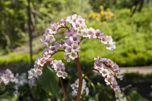 bergenia cordifolia P9 - afbeelding 3