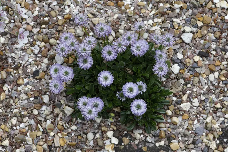 globularia cordifolia P9