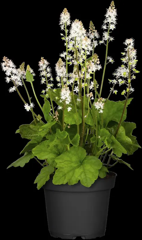 tiarella cordifolia P9 - afbeelding 2