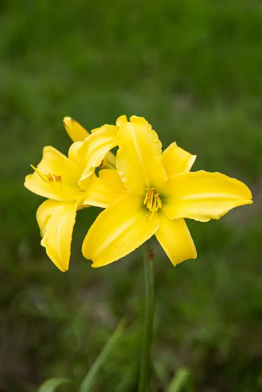 hemerocallis hybr. 'corky' P9 - afbeelding 1