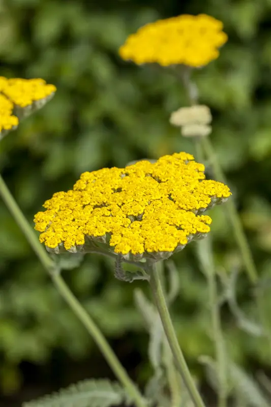 achillea hybr. 'coronation gold' P9 - afbeelding 2