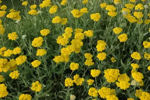 achillea hybr. 'coronation gold' P9 - afbeelding 3