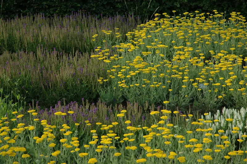 achillea hybr. 'coronation gold' P9 - afbeelding 4