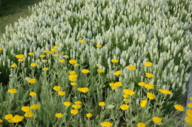 achillea hybr. 'coronation gold' P9 - afbeelding 5