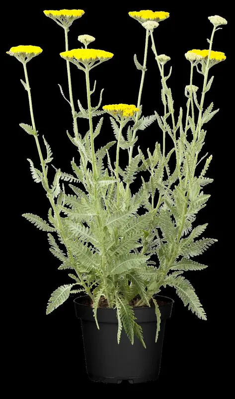 achillea hybr. 'coronation gold' P9 - afbeelding 1