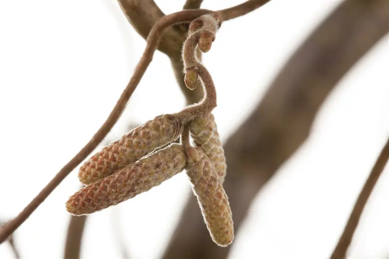 corylus av. 'contorta' (125-150 cm) - afbeelding 3