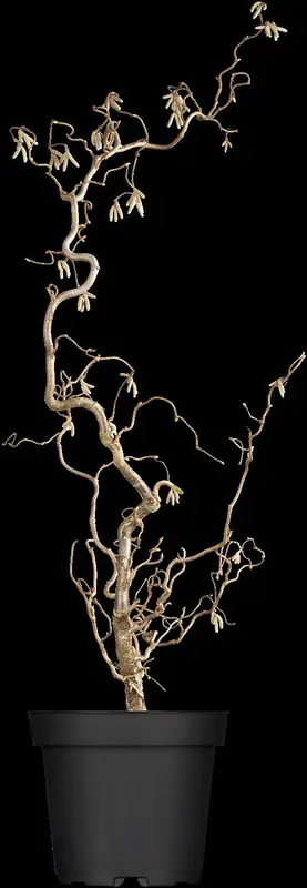 corylus av. 'contorta' (125-150 cm) - afbeelding 2