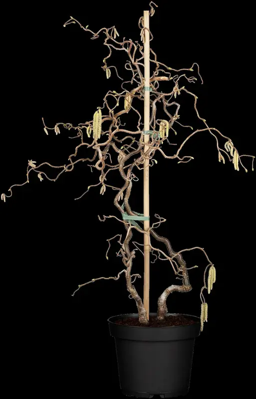 corylus av. 'contorta' (125-150 cm) - afbeelding 5