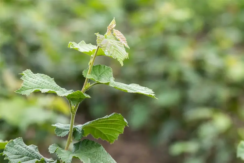 corylus colurna 14/16