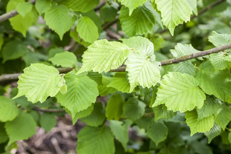 corylus hybr. 'nottingham frühe' ( 'p. prolific') (60- 80cm)