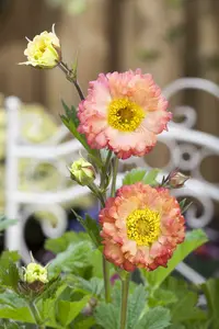 geum hybr. 'cosmopolitan'® - afbeelding 1