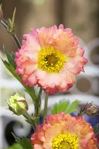 geum hybr. 'cosmopolitan'® - afbeelding 2