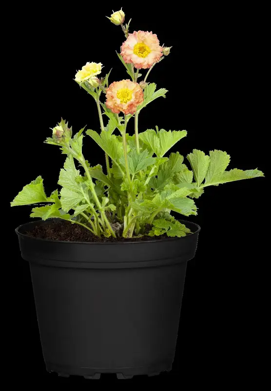 geum hybr. 'cosmopolitan'® - afbeelding 3