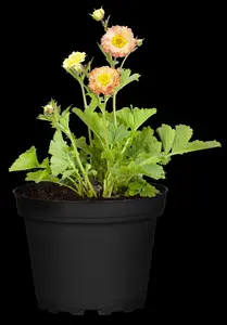 geum hybr. 'cosmopolitan'® - afbeelding 3