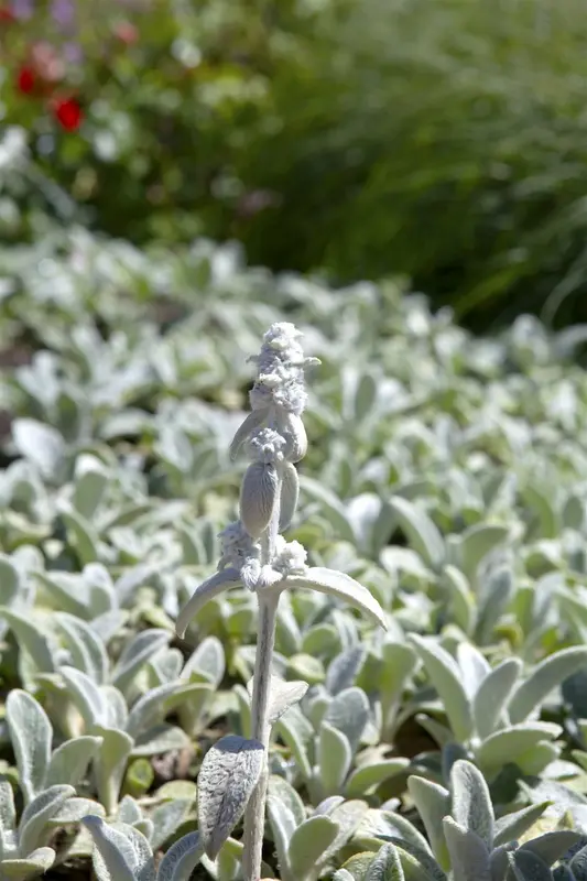 stachys byz. 'cotton boll' ('sheila macqueen') P9