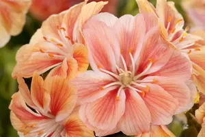 lewisia cotyledon P11 - afbeelding 4