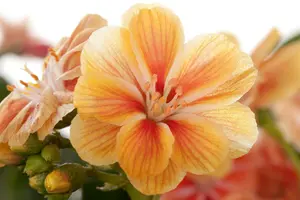 lewisia cotyledon P11 - afbeelding 5