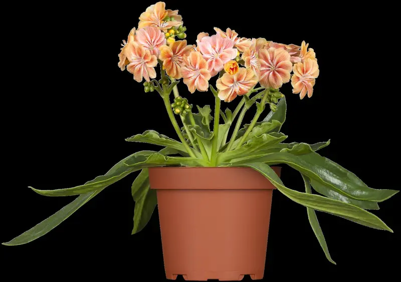 lewisia cotyledon P11 - afbeelding 1