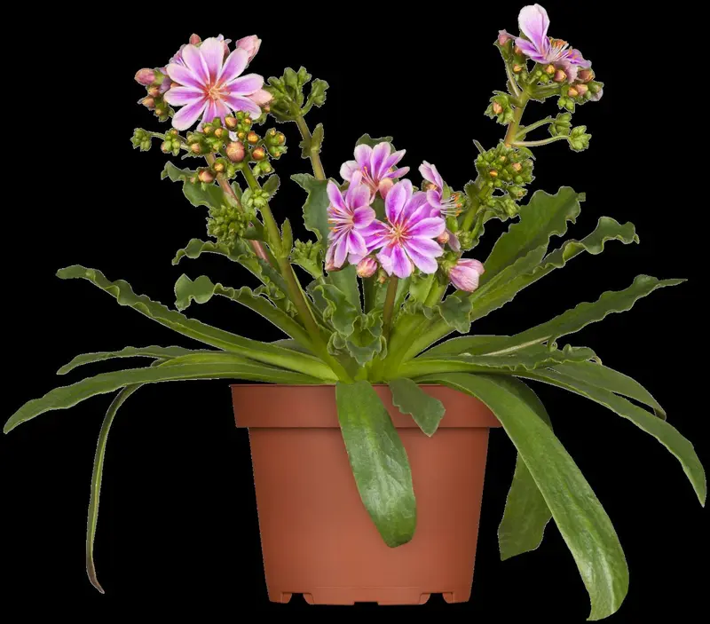 lewisia cotyledon P11 - afbeelding 2