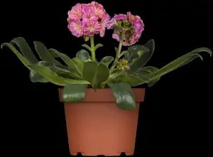 lewisia cotyledon P11 - afbeelding 3