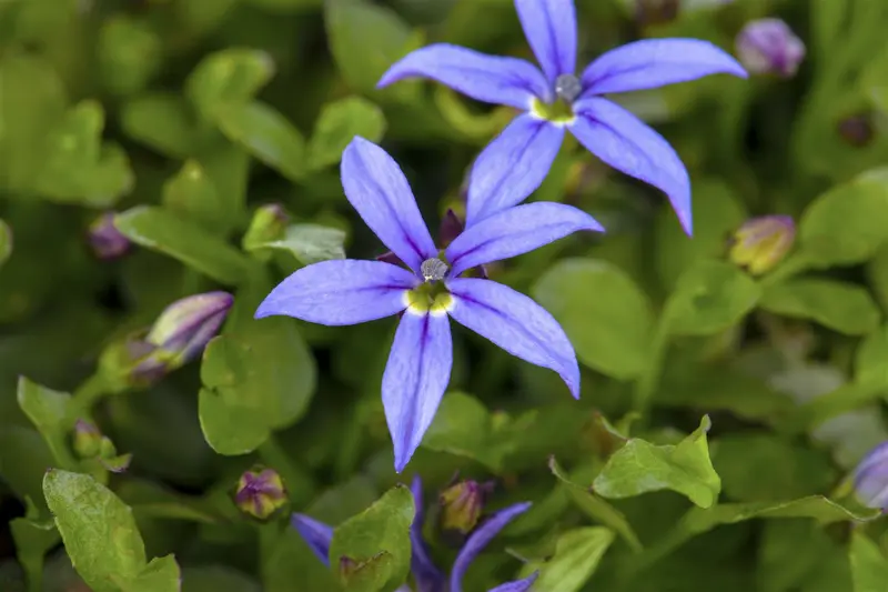 pratia pedunculata 'county park' P11