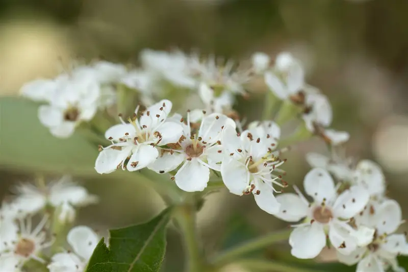 crataegus lavallei 'carrierei' 10/12 - afbeelding 1