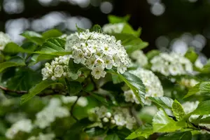 crataegus lavallei 'carrierei' 10/12 - afbeelding 4