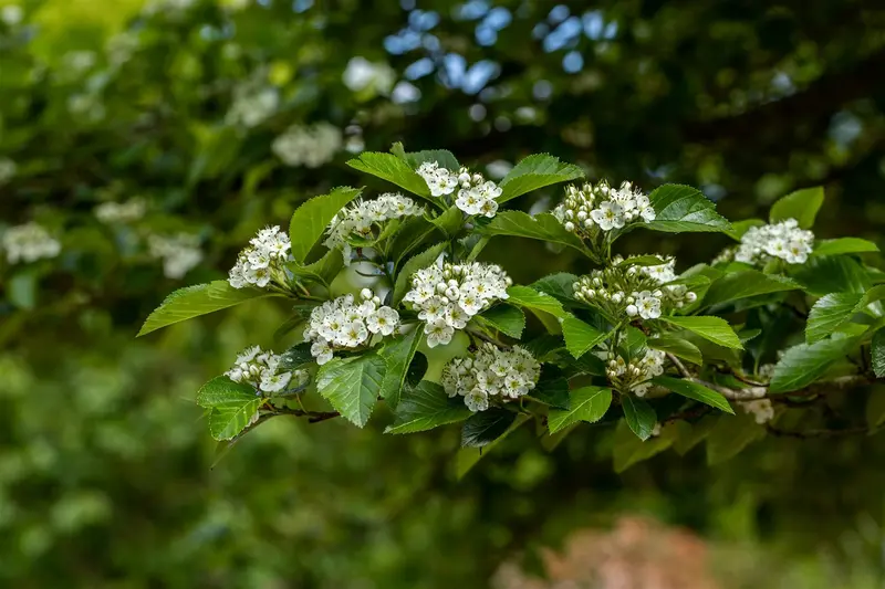 crataegus lavallei 'carrierei' 10/12 - afbeelding 5