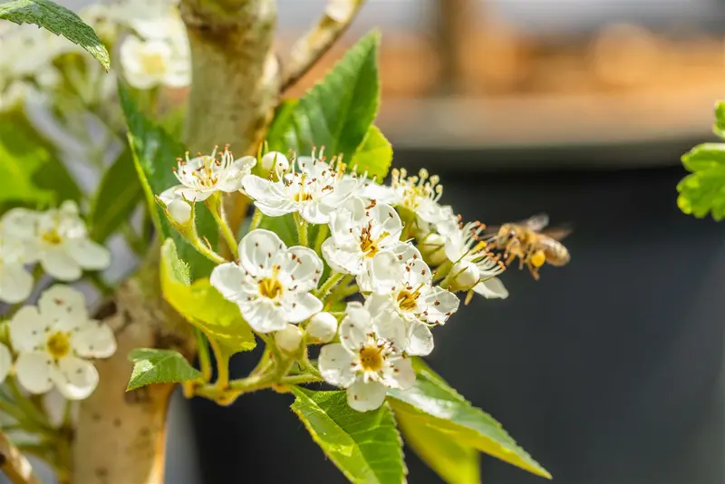 crataegus lavallei 'carrierei' 10/12 - afbeelding 3