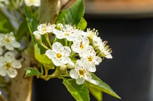 crataegus lavallei 'carrierei' 10/12 - afbeelding 2