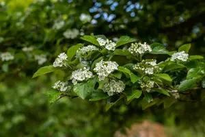 crataegus lavallei 'carrierei' 8/10 - afbeelding 5