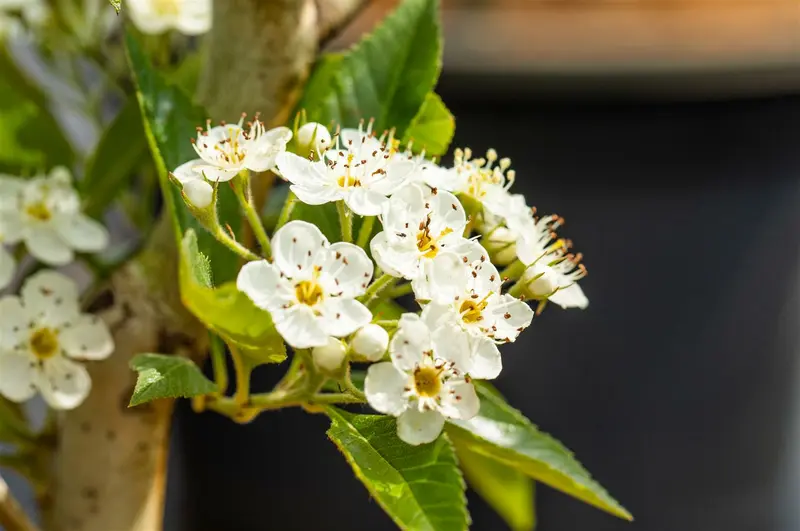 crataegus lavallei 'carrierei' 8/10 - afbeelding 2