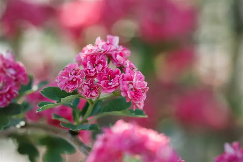 crataegus media 'paul's scarlet' 8/10 - afbeelding 2