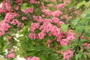 crataegus media 'paul's scarlet' 8/10 - afbeelding 4