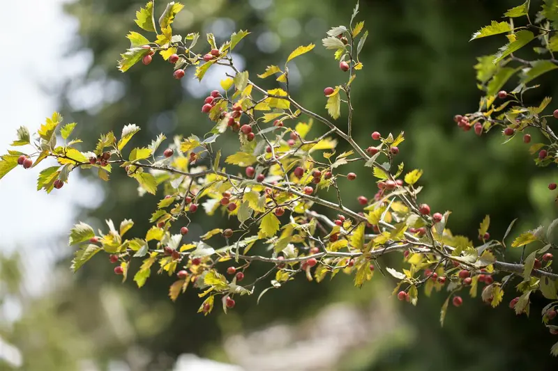 crataegus monogyna (HOcm) - afbeelding 2