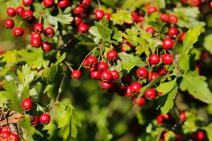 crataegus monogyna (HOcm) - afbeelding 5