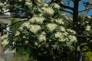 crataegus monogyna (HOcm) - afbeelding 4