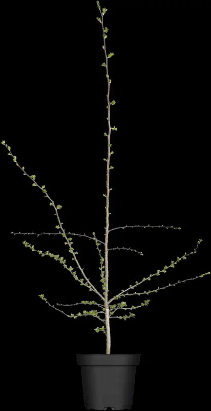 crataegus monogyna (HOcm) - afbeelding 1