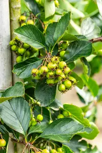 crataegus pers. 'splendens' ( crus-galli) 6/ 8 - afbeelding 1