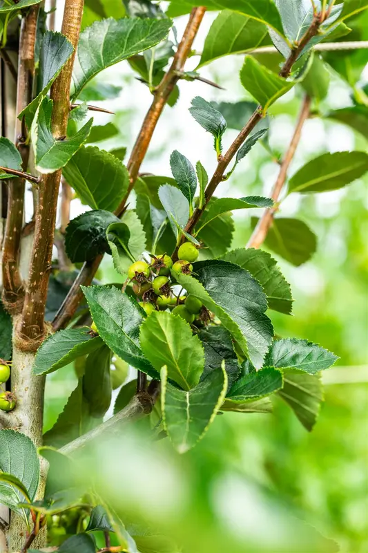 crataegus pers. 'splendens' ( crus-galli) 6/ 8 - afbeelding 4