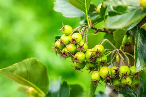 crataegus pers. 'splendens' ( crus-galli) 6/ 8 - afbeelding 2