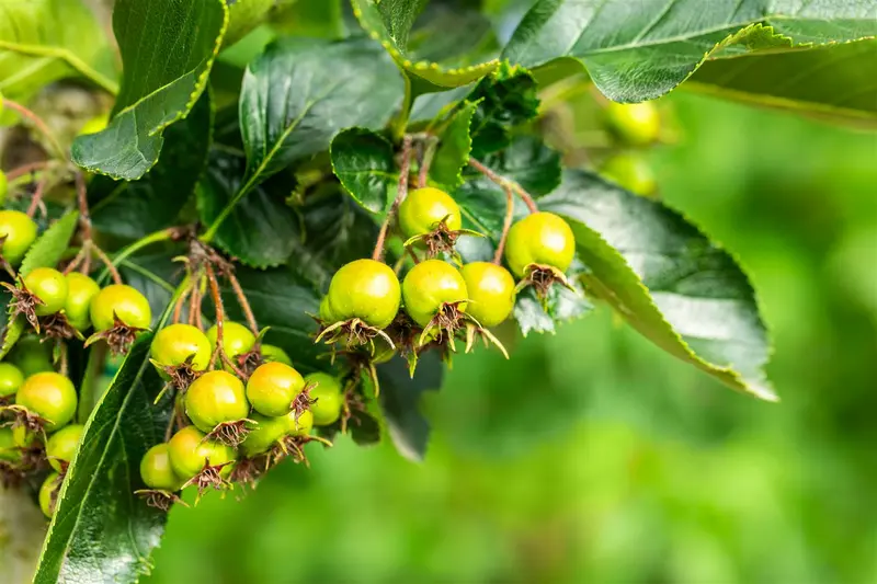 crataegus pers. 'splendens' ( crus-galli) 6/ 8 - afbeelding 3