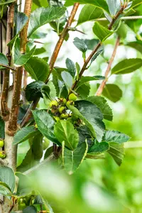 crataegus pers. 'splendens' ( crus-galli) 8/10 - afbeelding 4