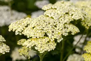 achillea filip. 'credo' P9