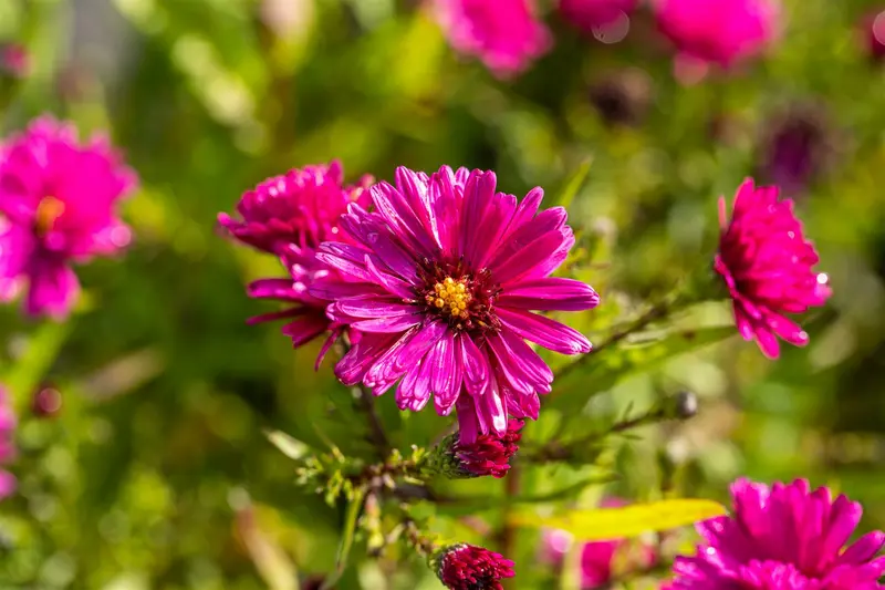 aster n.-b. 'crimson brocade' P9