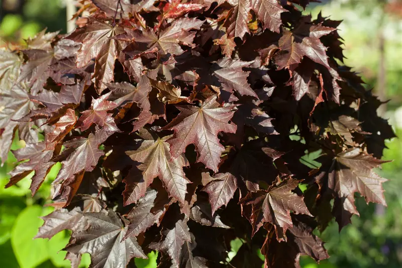 acer plat. 'crimson king' ( 'schwedl. nigrum') 6/ 8 - afbeelding 1