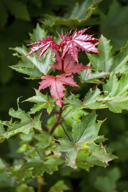 acer plat. 'crimson sentry' C10 - afbeelding 4