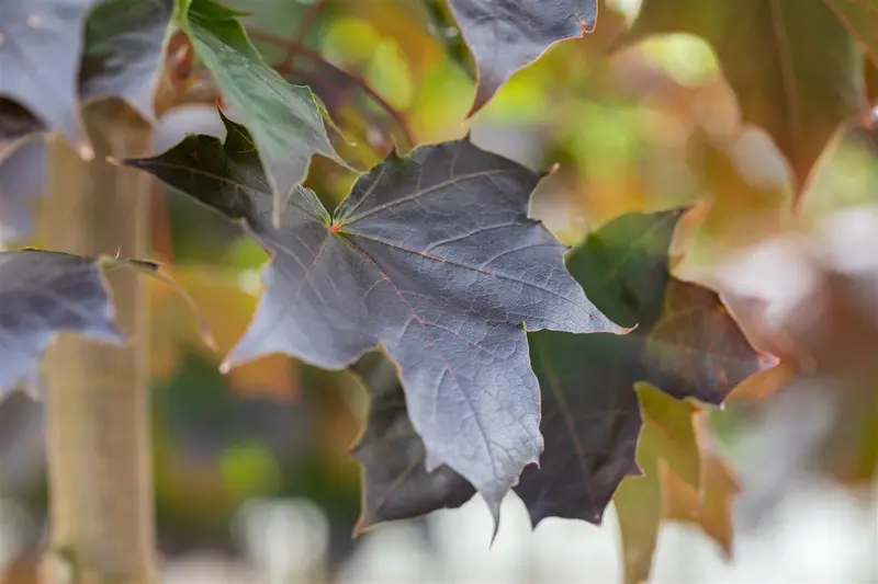 acer plat. 'crimson sentry' C10 - afbeelding 5