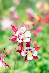 aquilegia 'crimson star' P11 - afbeelding 2