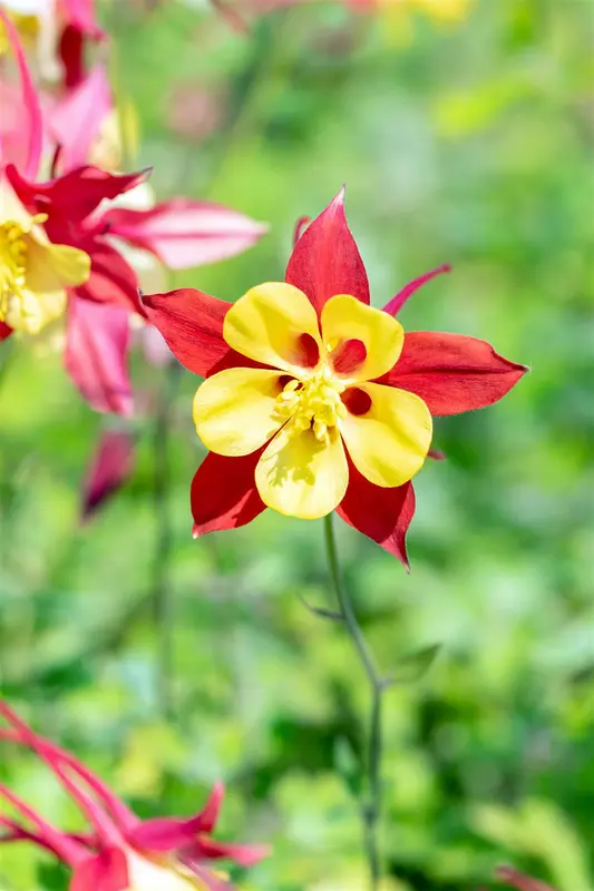 aquilegia 'crimson star' P11 - afbeelding 5